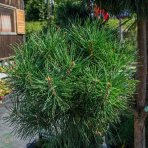 Borovica lesná (Pinus Sylvestris) - výška 130-160 cm, kont. C55L - POMPONS (-30°C)